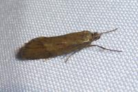 Diurnea lipsiella