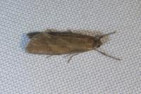 Diurnea lipsiella