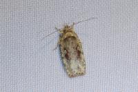 Agonopterix ocellana