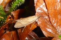 Diurnea lipsiella