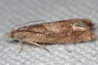 Eucosma