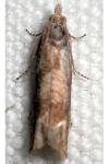 Eucosma