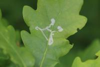 Acrocercops brongniardella