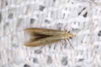 Coleophora grotenfelti