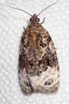 Apotomis capreana