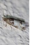 Notocelia roborana