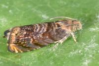 Grapholita janthinana
