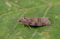 Cnephasia incertana