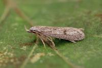 Symmoca cinerariella