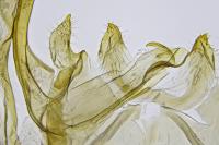 Scrobipalpa ocellatella