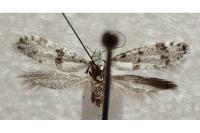 Scythropia crataegella