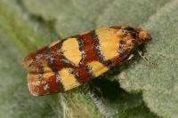 Aethes tesserana