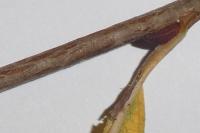 Phyllocnistis ramulicola