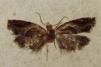 Ancylis obtusana