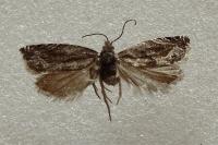 Ancylis comptana