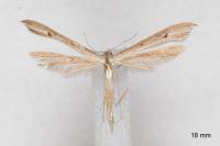 Stenoptilia stigmatodactyla