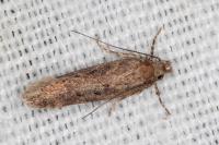Chionodes distinctella
