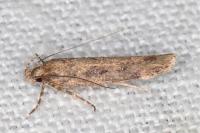 Chionodes distinctella