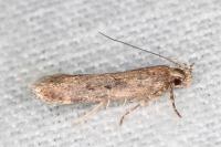 Chionodes distinctella