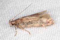 Chionodes distinctella