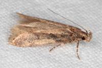 Chionodes distinctella