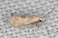 Elachista lugdunensis