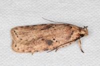 Agonopterix arenella