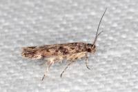 Caryocolum alsinellum