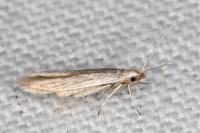 Coleophora dianthi