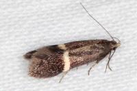 Aproaerema cinctella