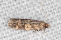 Apatema mediopallidum