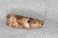 Gypsonoma minutana