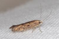 Ephysteris promptella