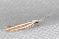 Coleophora bilineella