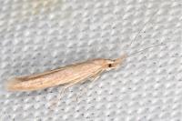 Coleophora sternipennella