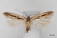 Mirificarma mulinella