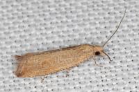 Bactra lancealana