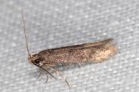 Telphusa cistiflorella