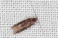 Telphusa cistiflorella