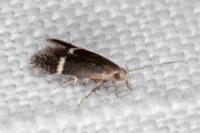 Aproaerema suecicella