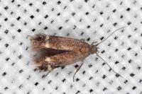 Aproaerema suecicella