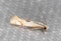 Elachista contaminatella