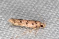 Bryotropha domestica