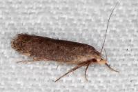 Anacampsis scintillella