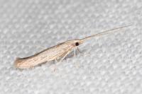 Coleophora texanella