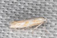 Ptocheuusa paupella