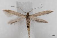 Coleophora texanella
