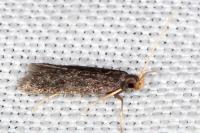 Eurodachtha canigella