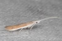 Coleophora acrisella