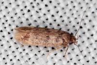 Bryotropha dryadella